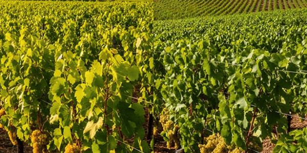Diferencias entre Godello y Albariño: ¿cuál elegir?