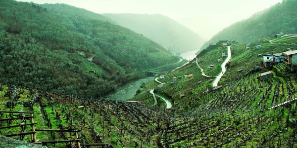 Ribeira Sacra vs Rías Baixas: diferencias y qué vino elegir